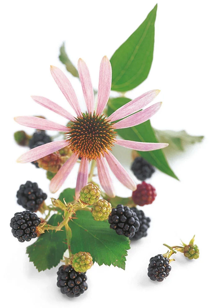 Echinacea